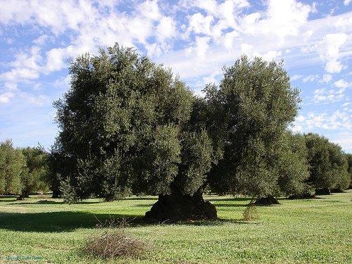 Olio biologico del Gargano: qualità e salute certificata