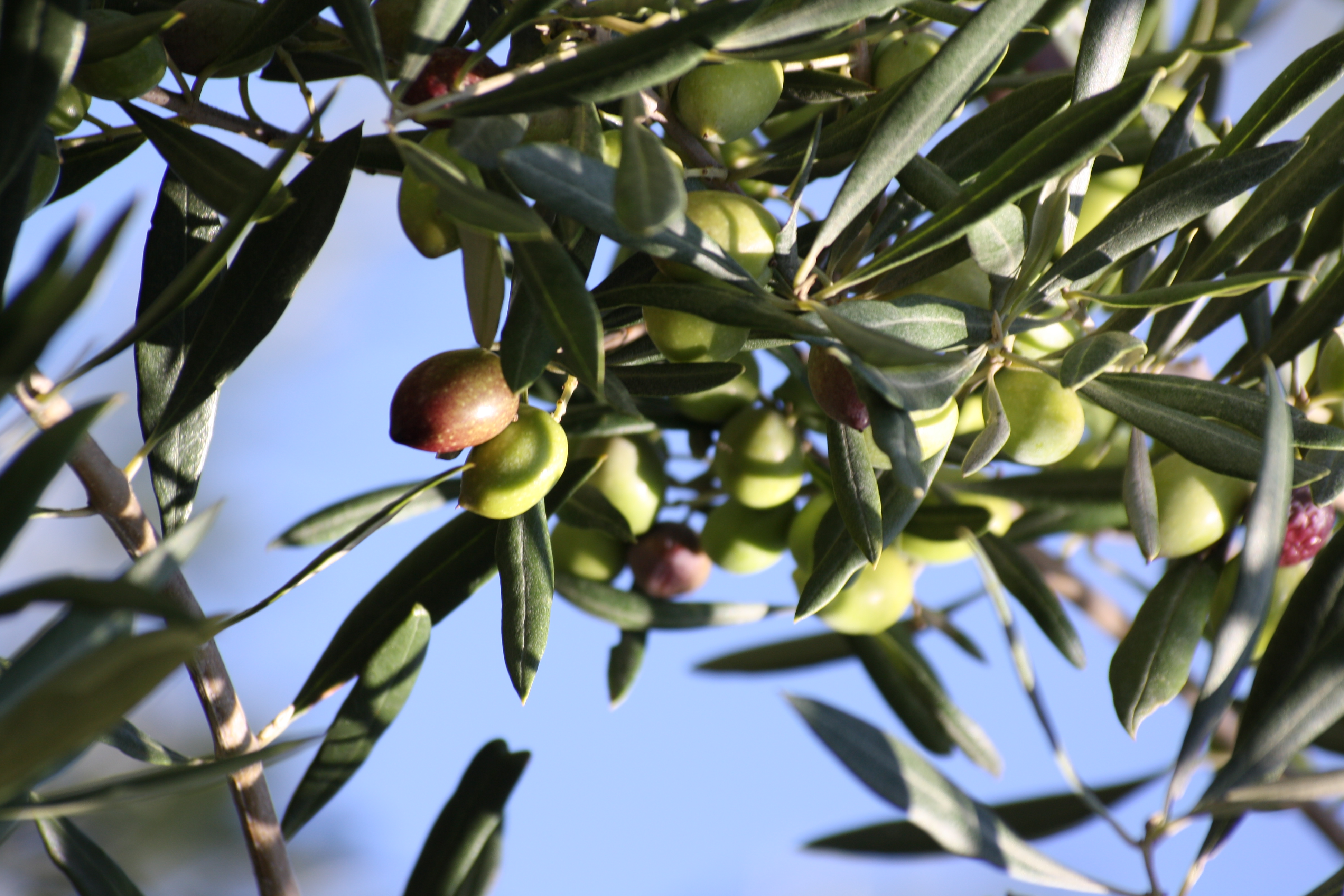 Buone pratiche per la coltivazione olivicola biologica