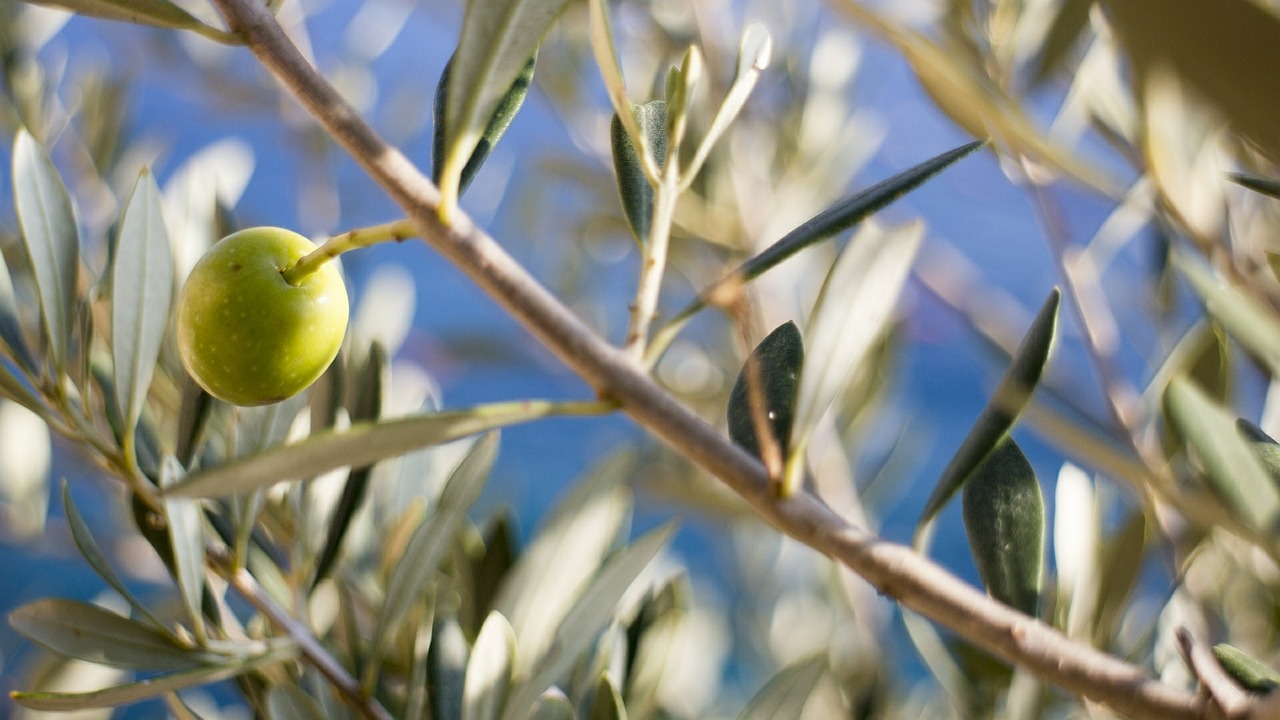 Presentato il progetto OLIO BIO