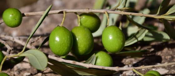 olives-1757221_1920