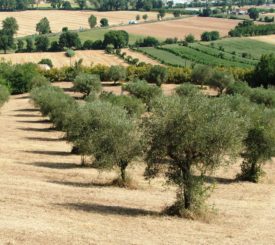 oliveto biologico sotto la sede del CEA