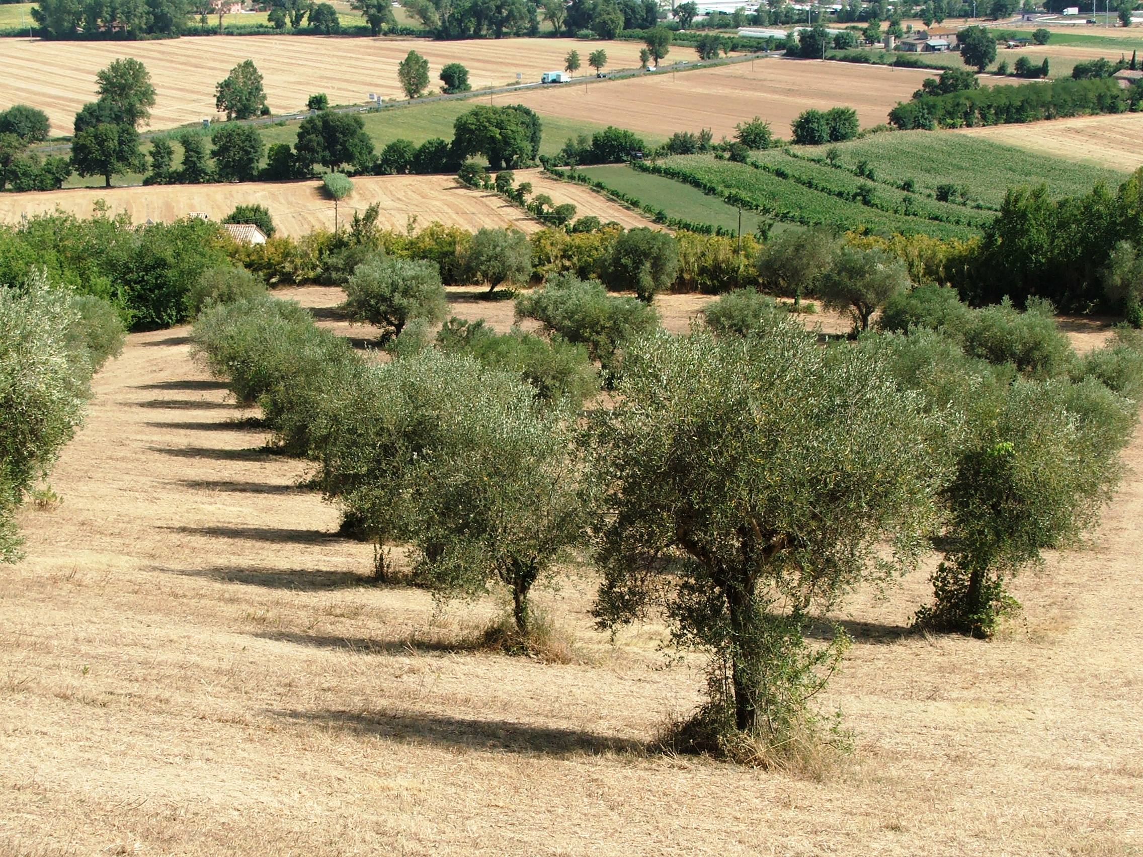 Il valore della filiera olearia certificata