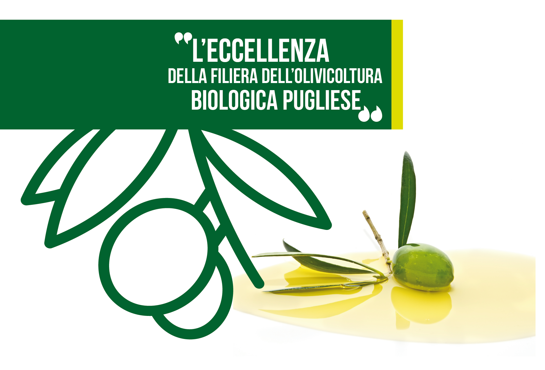 Progetto « OLIO BIO », una serie di iniziative per la promozione dell’eccellenza della filiera dell’olivicoltura biologica pugliese